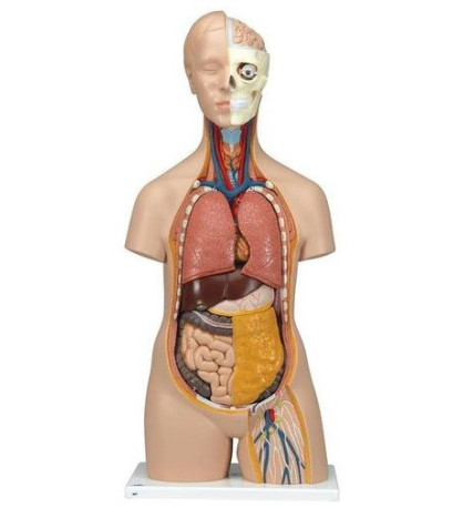 Model - Klasické torzo s hlavou, 12-dílné