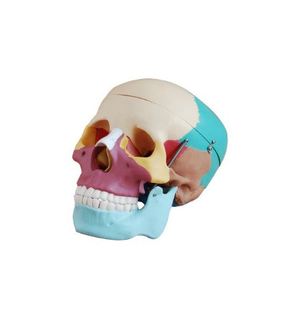 Lebka, životní velikost, barevné rozlišení - ekonomický model