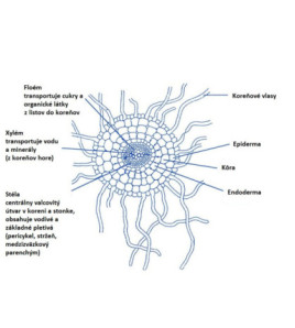 Model - Profil absorbční oblasti rostlinného kořene
