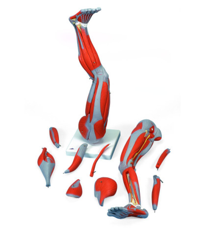 Model - Svalstvo dolní končetiny, 9-dílný model, 3/4 životní velikost