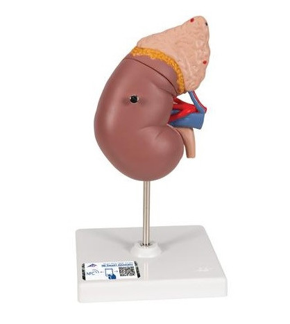 Model - Ledvina s nadledvinkou, 2-dílná