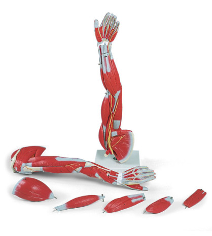 Model - Paže se svaly