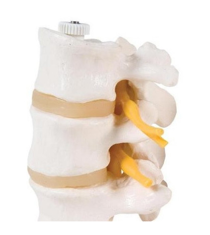 Model - Bederní obratel, 11 cm