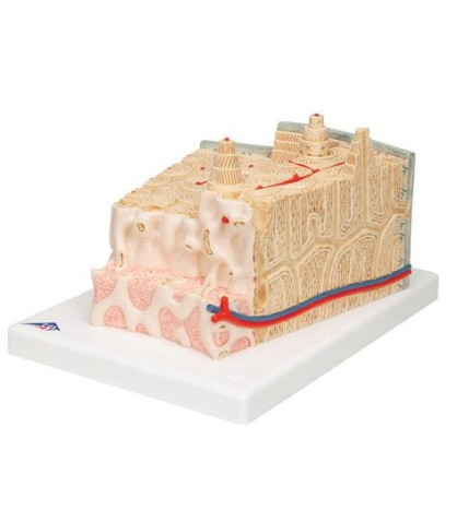 Model - Struktura kostí