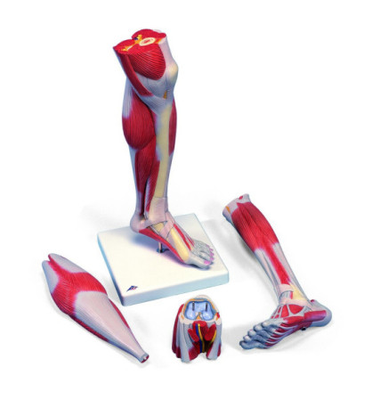 Model - Svalstvo dolní končetiny, 3-dílný model, životní velikost