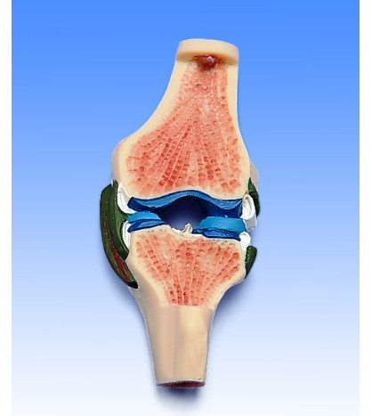 Model - Průřez kloubu