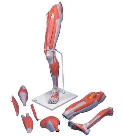 Model - Svalstvo dolní končetiny, 7-dílný model, životní velikost