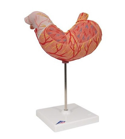 Model - Žaludek, 2-dílný
