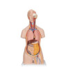 Model - Standardní bezpohlavní torzo s otevřenou páteří, 18-dílné
