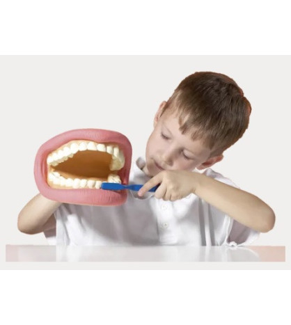 Zuby, demonstrační model ústní a zubní hygieny