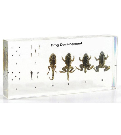 Vývoj žáby - model