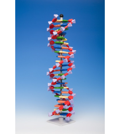 Model DNA 22 částí