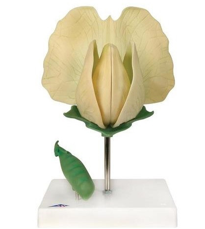 Model - Květ hrachu