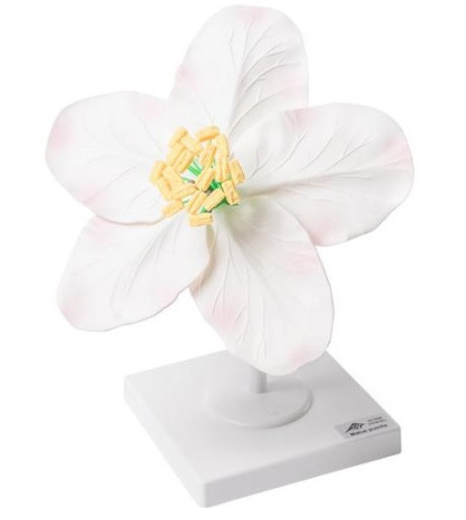 Model - Květ jabloně