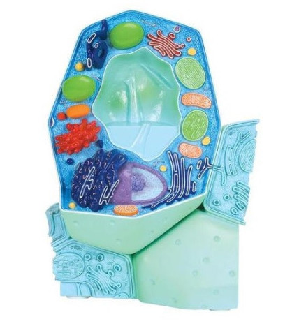 Model - Rostlinná buňka