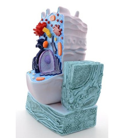 Model - Živočišná buňka