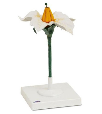 Model - Květ brambor