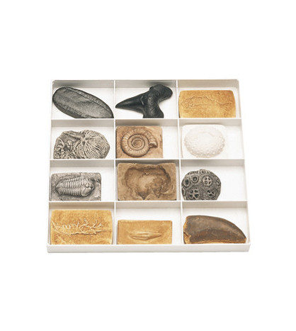 Sada fosilií (rozmanitost života)