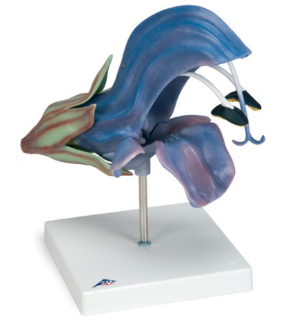 Model - Květ šalvěje