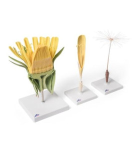 Model - Kvet púpavy lekárskej (Taraxum officinale)