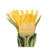 Model - Kvet púpavy lekárskej (Taraxum officinale)