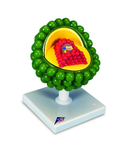 Model - Virus HIV