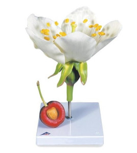 Model - Květ třešně