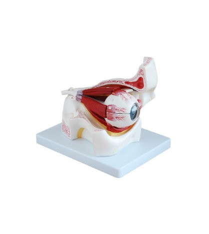 Oko s očnicí, 3násobné zvětšení, 10dílný ekonomický model