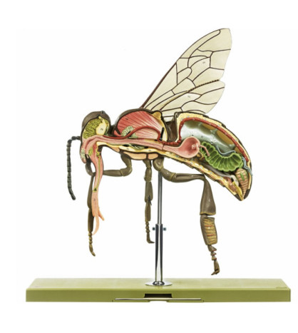 Model - Včela dělnice