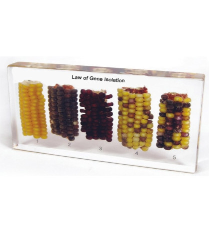 Mendelovy zákony dědičnosti