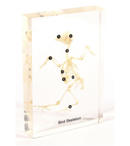 Kostra ptáka - model