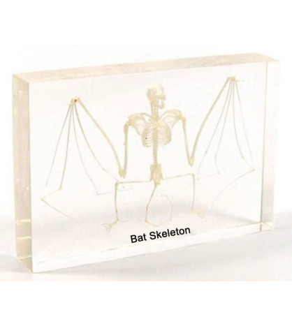 Kostra netopýra - model