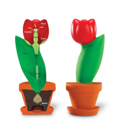 Tulipán - pěnový model