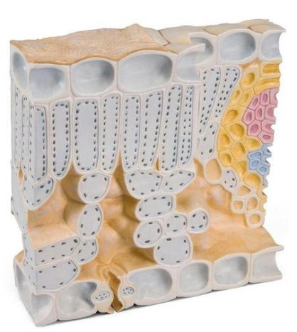 Model - Struktura listu