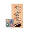 Model DNA - rozebíratelný
