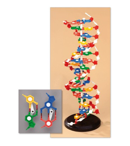 Model DNA - rozebíratelný