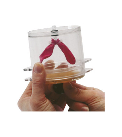 Model - Plicní dýchání, žákovský