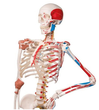 Ohebná kostra člověka Sam se svaly