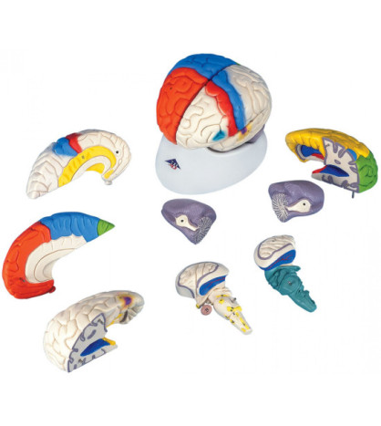 Model - Mozek neuroanatomický, 8-dílný