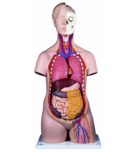 Model - Standardní bezpohlavní torzo, 14-dílné