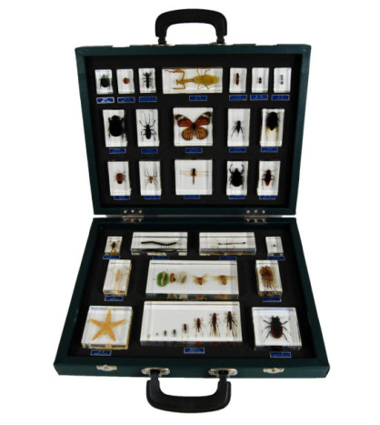 Hmyz v kufříku - 27 druhů bezobratlých