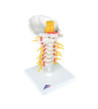 Model - Krční páteř, 19 cm