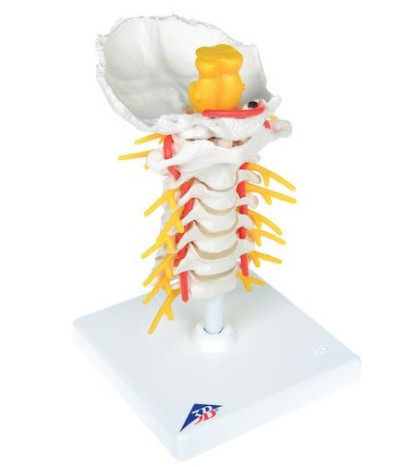 Model - Krční páteř, 19 cm