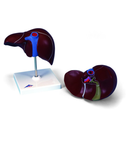 Model - Játra se žlučníkem