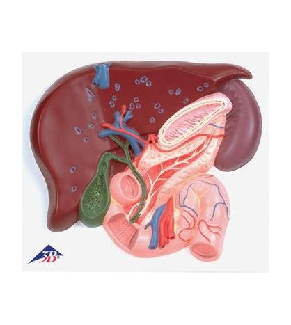 Reliéfní model - Játra, žlučník, slinivka, dvanácterník