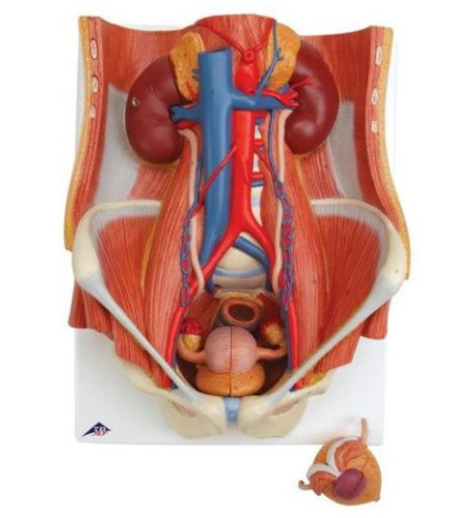 Model - Vylučovací soustava, oboupohlavní, 6-dílná