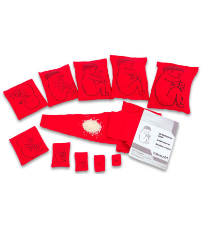 Zázrak života - kapsy znázorňující vývoj dítěte