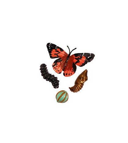 Životní cyklus motýla - model