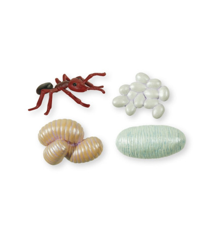 Životní cyklus mravence