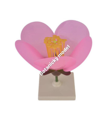 Model květu broskve